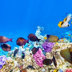 CHENNAI I ANDAMANY – drive & dive